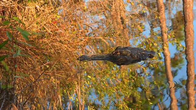 A Wild American Alligator Glides Through the Calm Waters of the Okefenokee Swamp, Surrounded by Wetlands and Natural Vegetation in Georgia, USA - Zoom In Shot