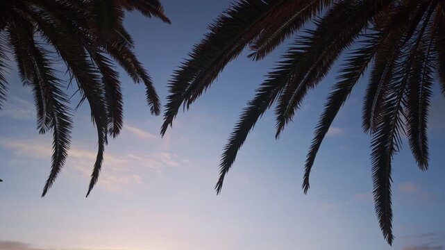 Palm Fronds Silhouettes at Sunset in Puerto Naos