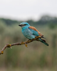 Obraz premium European Roller Perched on Branch in Natural Habitat