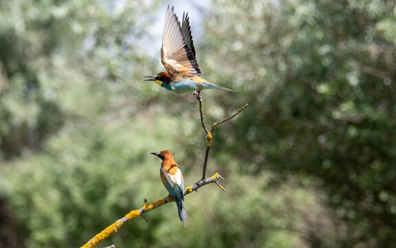 European Bee-eaters Interacting on Branch in Natural Habitat
