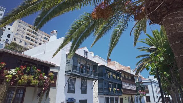 Los Balcones and palm tree in Santa Cruz de La Palma
