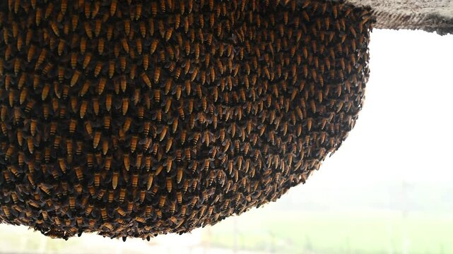 The giant honey bee (Apis dorsata) is a wild species found in South and Southeast Asia and is essential for pollinating crops such as cotton and mango. They build open nests in trees or on buildings.
