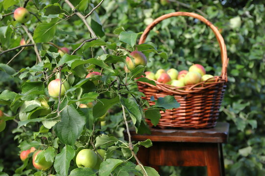 A ripe apples on fruit‑bearing apple tree are against the backdrop of a wicker basket filled with ripe apples on a wooden pedestal in the orchard.