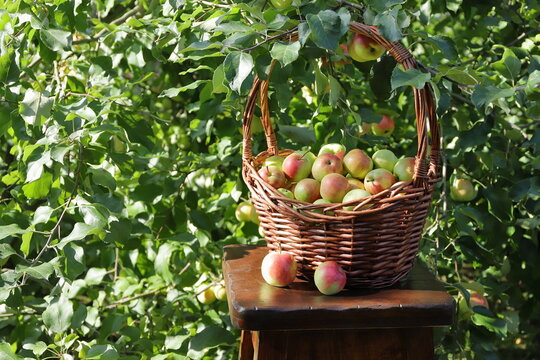 In the orchard, on a wooden pedestal, against the backdrop of fruit‑bearing apple trees, stands a wicker basket filled with ripe apples. 