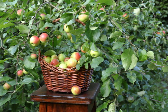 A ripe apples on fruit‑bearing apple tree are against the backdrop of a wicker basket filled with ripe apples on a wooden pedestal in the orchard.