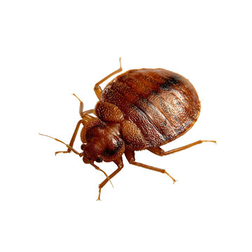 Brown bed bug insect on a white surface during daylight hours