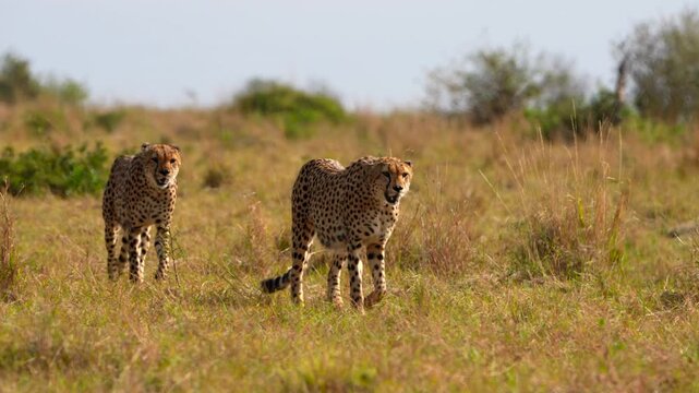 Two Spotted Cheetahs Roaming the Open Savannah Under the Strong African Sun