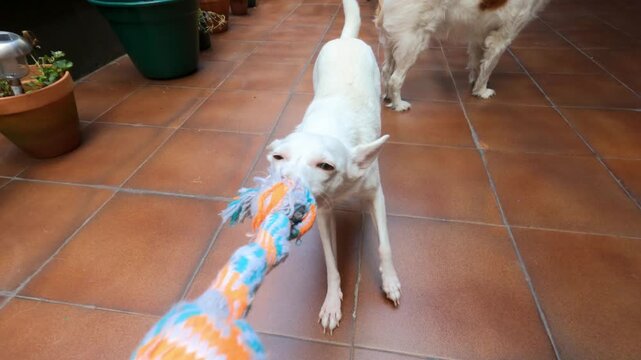 Playful white podenco pulling rope toy in tug of war game on terrace
