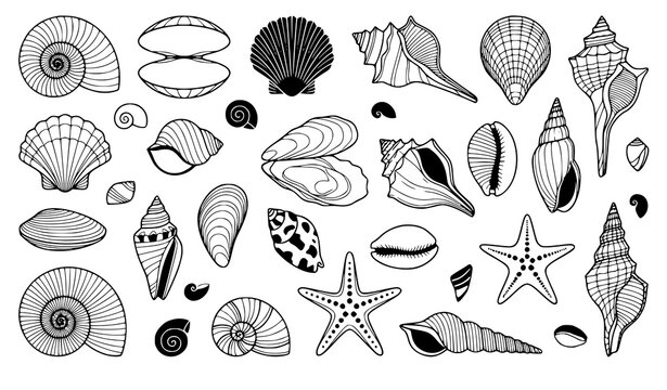 Ocean Seashell Clam Conch Starfish Mollusk Black White CAD Vector Set