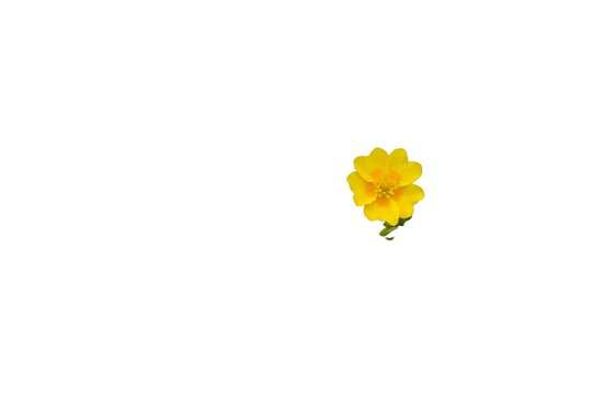 Yellow cinquefoil (Potentilla) flower isolated on a white background