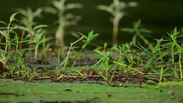 Every speckled detail is exceptionally clear on these wild bird eggs, demonstrating the incredible evolutionary camouflage of native wetland avifauna.