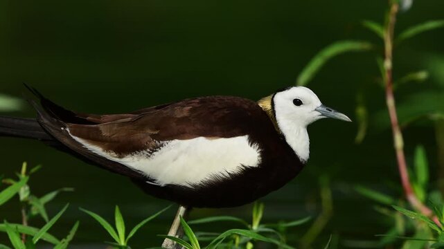 Perfect for environmental documentaries, this crisp footage isolates a vocalizing Hydrophasianus chirurgus using its call to signal across a quiet swamp.