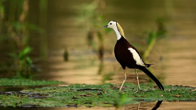 Walking gracefully mid-stride, a beautiful wild Pheasant-tailed Jacana balances effortlessly on floating green duckweed against a warm, golden water background.