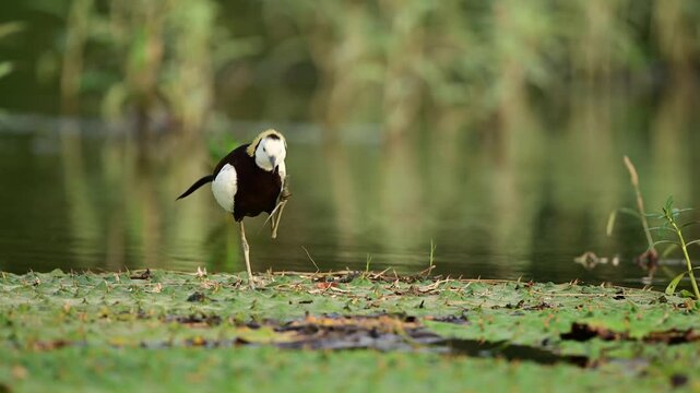 Every feather and physical trait is beautifully highlighted as this magnificent waterbird moves cleanly through a thriving, overgrown pond environment.