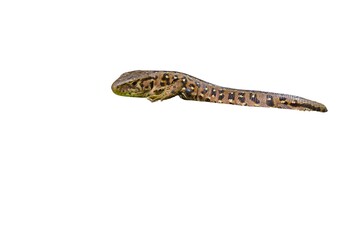 Naklejka premium Sand lizard (Lacerta agilis) with a tick attached to its body isolated on a white background