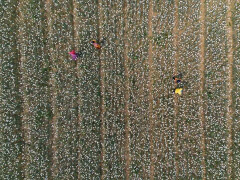 Aerial view of workers hand pollinating white onion flowers in rows across a large agricultural field in Faridpur, Dhaka Division, Bangladesh.