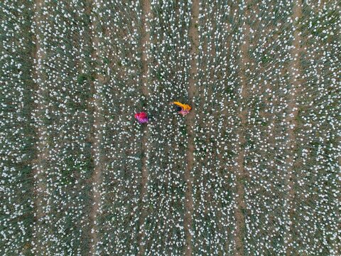 Aerial view of two workers in colorful clothing hand pollinating white onion flowers in a vast agricultural field in Faridpur, Dhaka Division, Bangladesh.