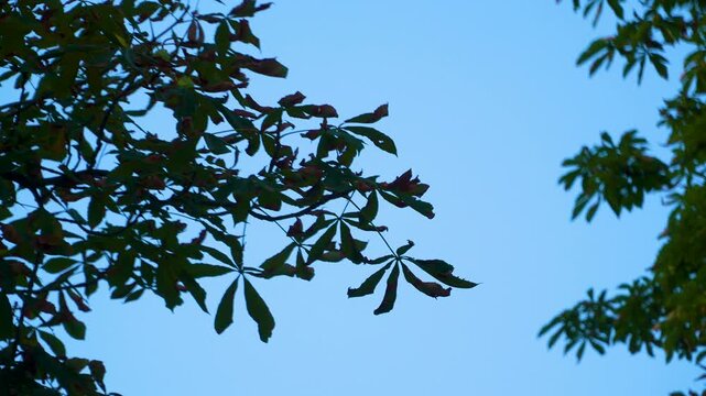 Dark silhouettes of chestnut tree branches and leaves swaying gently against a minimalist blue twilight sky. Authentic nature scene for environmental or wellness content.