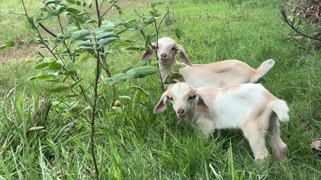 Young goats grazing on lush grass in Visayas Philippines