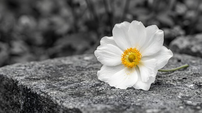 A striking selective color photograph features a delicate white flower with a vibrant bright yellow center beautifully contrasted against a muted grayscale