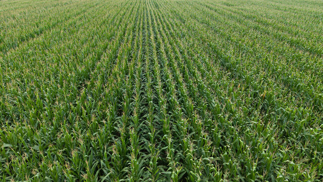  green corn crop field in orderly rows, rural farmland