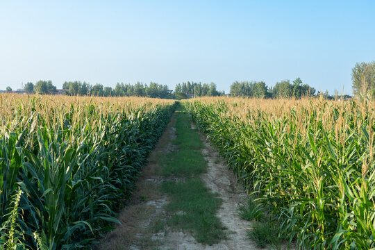 path in green corn crop field, rural farmland