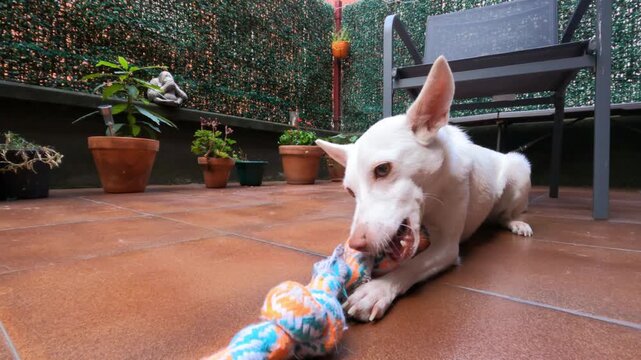 Focused white podenco dog gnawing colorful cotton rope toy on outdoor terrace
