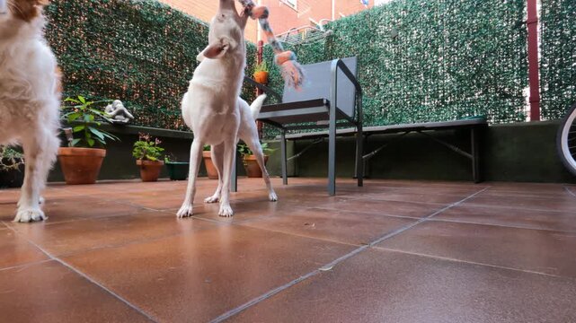 Ground angle view of energetic white dog pulling rope toy during interactive play