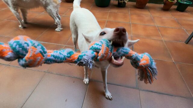 Person holding cotton rope toy while white dog pulls and shakes it on patio