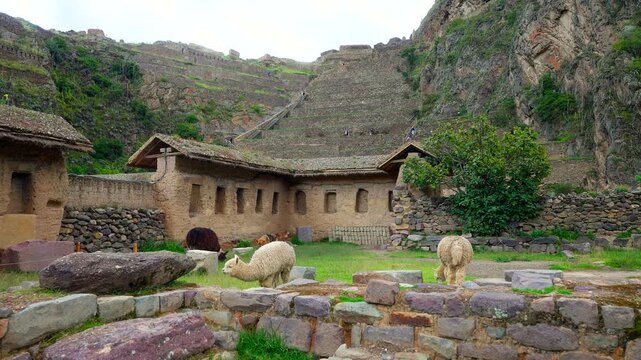Handheld, dog and three llamas grazing beside ancient stone ruins in Ollantaytambo, Sacred Valley, Peru, South America, creating a friendly Andean animal encounter