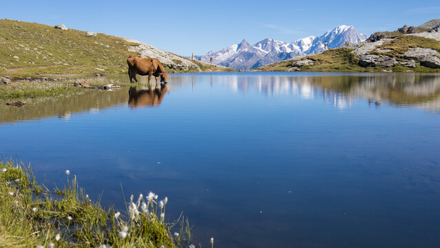 Lac des Moutons aux Arcs en Savoie, lac d'altitude entour&eacute; de montagnes rocheuses et de vaches dans les Alpes fran&ccedil;aises. Reflet des montagnes, du Mont Blanc dans un lac d'altitude	
