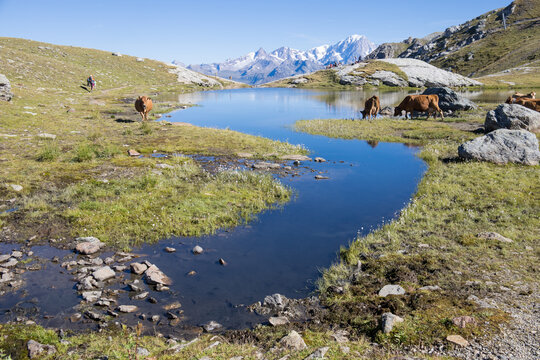 Lac des Moutons aux Arcs en Savoie, lac d'altitude entour&eacute; de montagnes rocheuses et de vaches dans les Alpes fran&ccedil;aises. Reflet des montagnes, du Mont Blanc dans un lac d'altitude	

