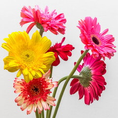 Bouquet de gerberas  © Unclesam
