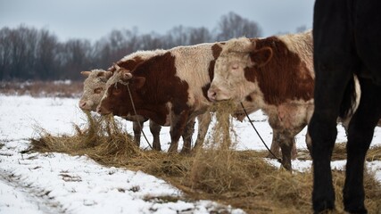 Bulls eat hay in field during winter © slobodan