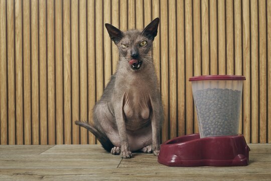 Ugly fat cat sitting next to automatic feeder and licking his face. Horizontal image with copy space. 