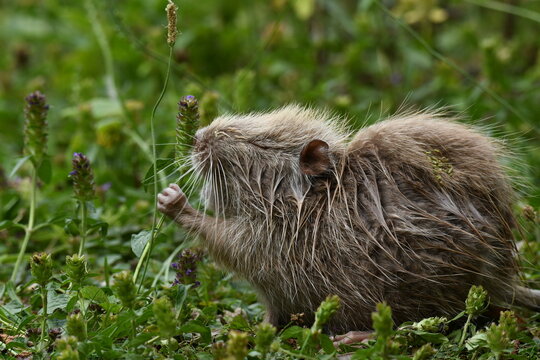 Nutria (Myocastor coypus) feeding among green vegetation in its natural habitat. Close-up wildlife photograph showing detailed fur texture, long whiskers and natural behavior of a semi-aquatic rodent.