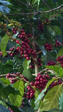 Coffee cherry beans on coffee tree.