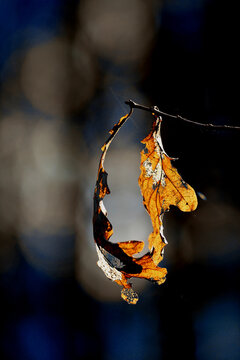 Eichenlaub im Herbst