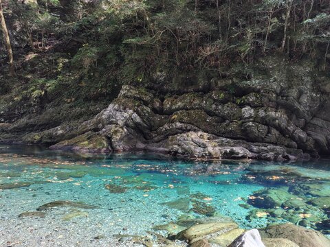安居渓谷の透明な仁淀ブルーと苔むした岩壁