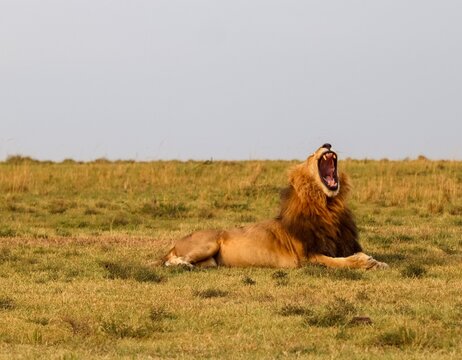 African male lion roaring widely on Kenya savanna