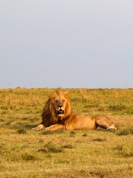 African male lion resting on savanna grass in Kenya