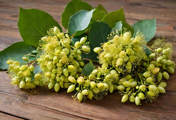 Naklejka premium Herbal medicine and natural remedies, fresh linden flowers and leaves on a rustic wooden background for wellness and health