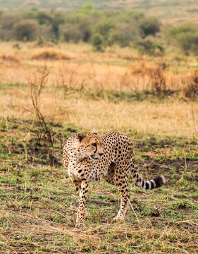 Cheetah standing looking back in Kenya savanna
