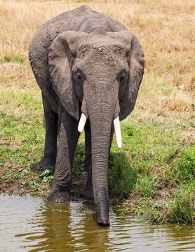 African elephant drinking water in Kenya national park
