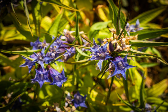 Splendide campanule selvatiche viola in montagna