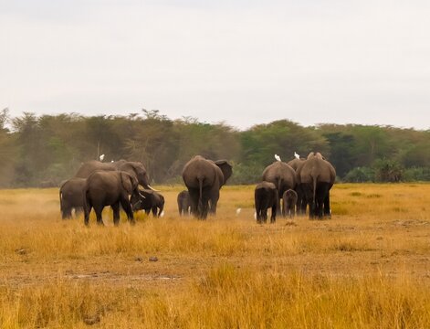 African elephant family traveling dry savanna wilderness