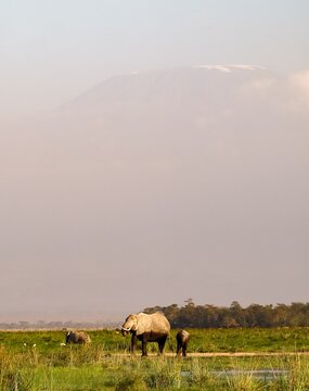Elephants walking in Amboseli National Park with Mount Kilimanjaro