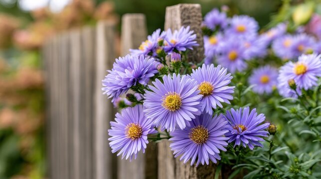 Purple garden asters by wooden fence close up for floral decoration and nature background for outdoor landscape design