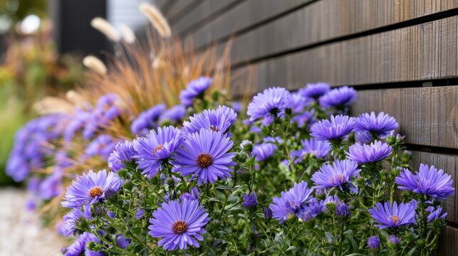 Purple aster garden border with wooden fence close up for landscape design, card, poster, background with vibrant blooms