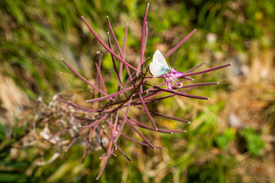 Bellissime farfalle sui fiori selvatici in montagna